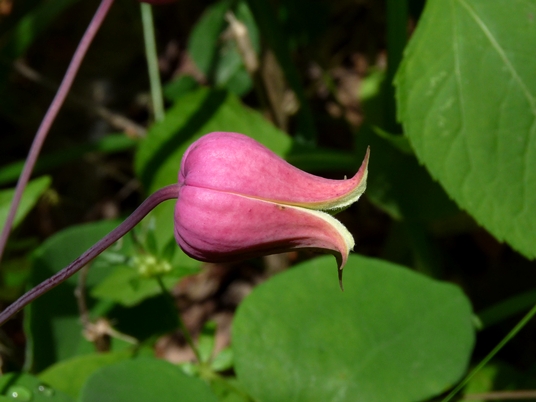 {Clematis glaucophylla}
